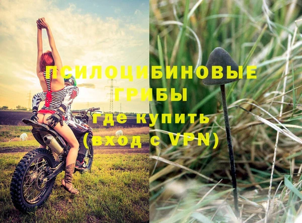 прущие грибы Бронницы